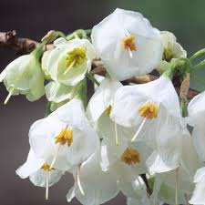 Image result for Panicum monticola