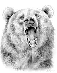 Grizzly Bear In Graphite Pencil By Gregchapin On Deviantart Bear Drawing Bear Sketch Pencil Drawings Of Animals