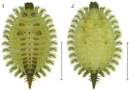 Image result for Brachythrix