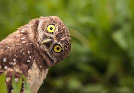 How owls twist their heads almost 360 degrees. Did You Know That Owls Can Rotate Their Heads 360 Degrees Check Out Amazing Techniques Animals Have Sonkonews