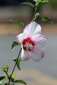 Image result for Hibiscus fuscus