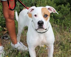 Pitbull Beagle Mix 10 Facts About The Beagle Bull You Would Love To Know American Bully Daily In 2020 Beagle Mix American Bully Pitbulls