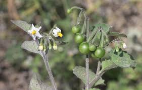 Image result for Lycium schizocalyx