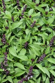 Image result for Ocimum fimbriatum