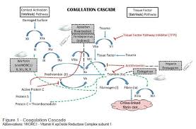 Image result for Anticoagulation Pathway