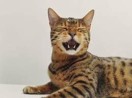 Toyger cats were finally accepted for registration by the international cat association (tica) in. Toyger Cat Full Profile History And Care