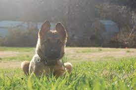 Garden State K9 Llc Training Dog Trainer Dog
