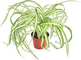Check spelling or type a new query. Top 10 Indoor Plants Safe For Cats