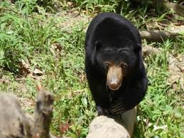 Why was the bornean sun bear conservation centre established? The Bornean Sun Bear Conservation Centre Bug Woman Adventures In London