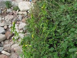 Image result for Justicia odora