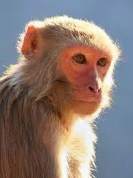 Rhesus Macaques Primates Incorporated In 2021 Rhesus Macaque Macaque Monkey Macaque