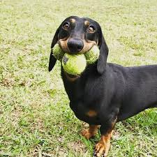 Cerro gordo county, clear lake, ia id: Dachshund Rescue Sunshine Coast