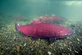 Below the grill surface, the fire consists mainly of mesquite. All King Salmon Fishing To Close In Kenai Drainage Alaska Public Media