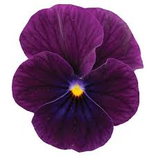 Image result for Viola