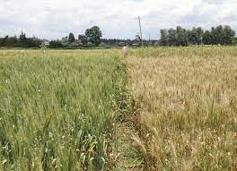 I've been walking back and forth between dias farm, old dandelion, and northern wheat plantation but they dont seem to be connecting. The New Humanitarian Two New Wheat Varieties Offer Hope Against Stem Rust