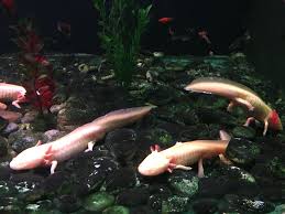 Turkmenoglu Alisveris Merkezi Adli Kullanicinin Baliklarin Mavi Dunyasi Blue World Fish Panosundaki Pin 2020