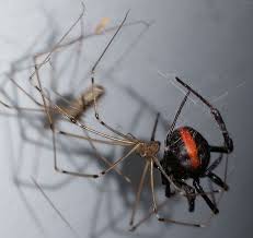 Librivox recording of daddy long legs, by jean webster. Category Spiders Other Arachnids