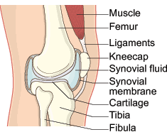 Knee Replacement Surgery In India Ortho Joint