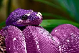 Purple Snake Snake Purple Snake Snake Lovers
