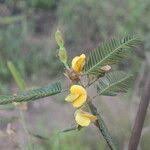 Image result for Aeschynomene sensitiva