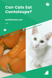 Pin On Can Cats Eat This