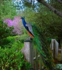 Peacock Park Tcherek Kamstra Kus Tavus Kusu