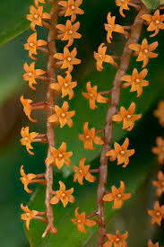 Image result for Chamaeangis