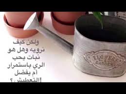 معلومات مفيدة ومختصرة عن نبات زنبق السلام الأشرعة البيضاء Youtube