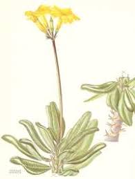 Image result for Riocreuxia torulosa