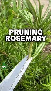 Image result for rosemary pruning