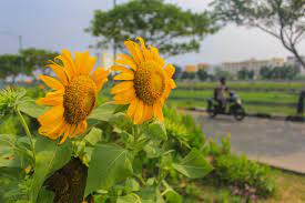 Nama ilmiahnya berasal dari kata yunani helios (matahari) dan anthos (bunga). Pemerintah Tanam Bunga Matahari Di Bkt Ujung Menteng Berita 24 Indonesia