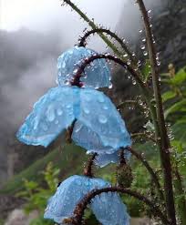 Himalaya Da Yagmurda Acan Mavi Gelincik Illustration Cicek Gelincik