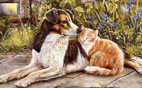 1920x1200 weiã e flauschige katze, sã¼ã e tiere, hauskatzen, haustiere, zucht der flauschigen katzen. Hund Katze Susse Freundschaft Hintergrundbilder Hund Katze Susse Freundschaft Frei Fotos