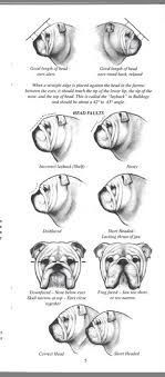 English Bulldog Growth Chart French Mastiff Growth Chart