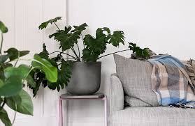 Including house plants brings a breath of life and pops of color to break up the textured but neutral palette of the room. The 10 Best Winter House Plants Hunting For George