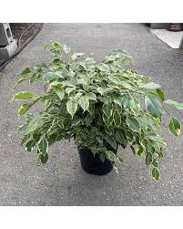 Image result for Ficus benjamina