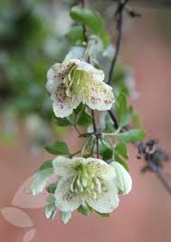 We did not find results for: Clematis Cirrhosa Var Balearica Fern Leaved Clematis Group 1 Clematis Cirrhosa Clematis Garden Vines