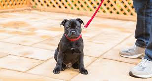 When their eyes and ears open around 7 to 10 days, they can see short distances and start walking better. How To Start Walking And Training A Puppy Cesar S Way