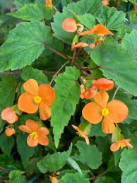 Image result for Begonia sutherlandii