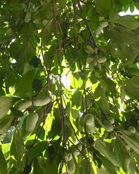 List of different types of fruits with images and examples. Pawpaw Pittsburgh Orbit