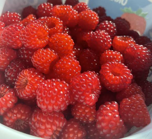 Red Raspberry