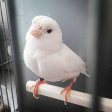 Intense White Canary Domestic Canary Birds In 2020 Canary Birds White Canary Canary