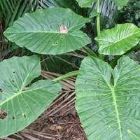 Kidsafe kidsafe queensland fact sheet: Alocasia Benefits
