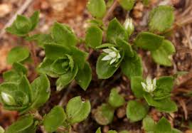 Image result for Crassula alsinoides