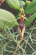 Image result for Bulbophyllum expallidum