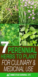 6 Month Baby Food Tips In Hindi 7monthbabyfoodtipstamil Tipsforfoodsafety Perennial Herbs Medicinal Herbs Garden Herbs