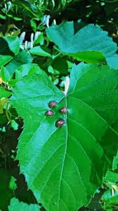 Much of these are controlled with good cultural control. Blister Leaf Mites Grape Leaf Blister Mite Info And Control