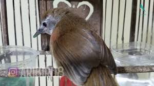 Suara tepus pipi perak mp3. Download Suara Burung Tepus 3 Download Lagu Mp3 Gratis