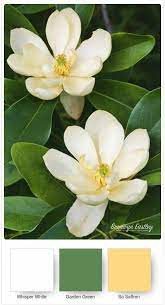 Good Morning Magnolia Stampin Up Colour Combos Magnolia Flower Color Combos Colorful Flowers