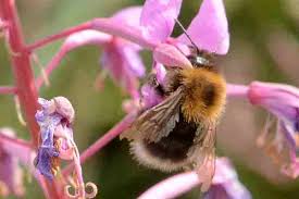 Image result for Bombus norvegicus